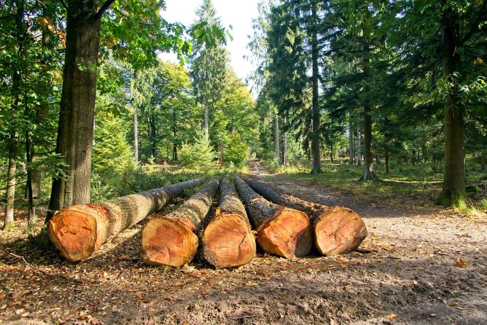 Tree harvest.
